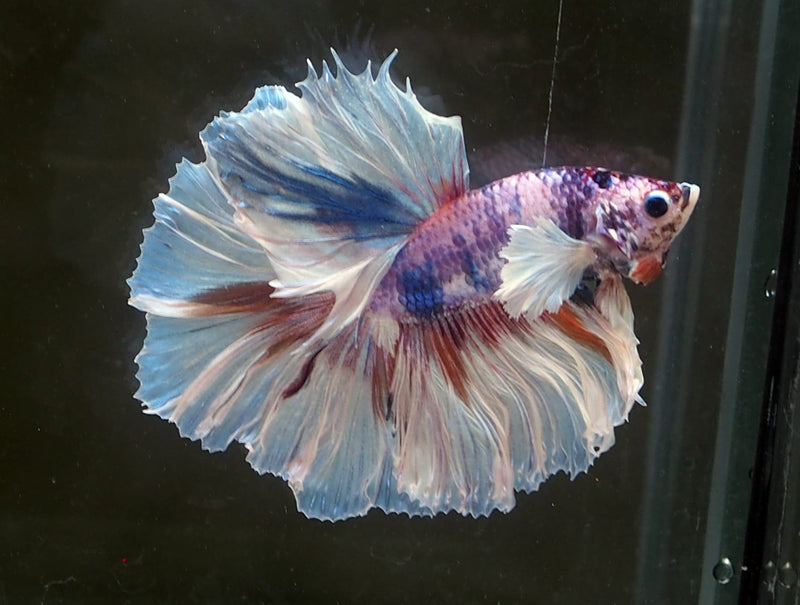 Live Male Betta Fancy marble Dumbo Halfmoon Rosetail (MKP-505) High quality what you see what you get!!