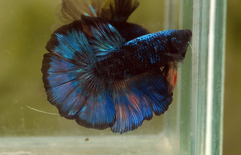 Live Male Betta Fancy blue black Halfmoon (MKP-506) S182 High quality what you see what you get!!
