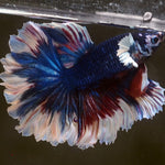 Live Male Betta Fancy marble Halfmoon rosetail (MKP-507) High quality what you see what you get!!