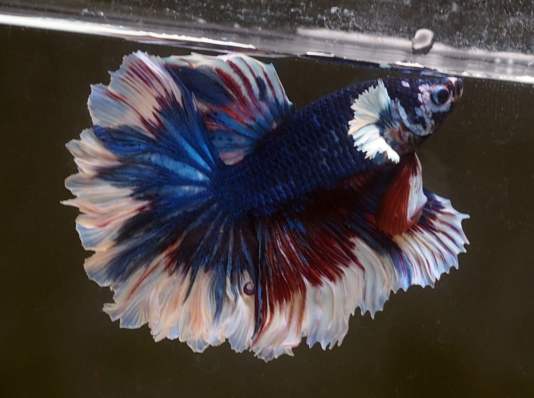 Live Male Betta Fancy marble Halfmoon rosetail (MKP-507) High quality what you see what you get!!