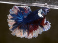 Live Male Betta Fancy marble Halfmoon rosetail (MKP-507) High quality what you see what you get!!