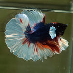 Live Male Betta Fancy koi Dumbo Halfmoon (MKP-509) High quality what you see what you get!!
