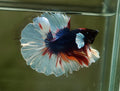 Live Male Betta Fancy koi Dumbo Halfmoon (MKP-509) High quality what you see what you get!!