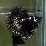Live Male Betta Black Samurai Halfmoon (MKP-511) High quality what you see what you get!!