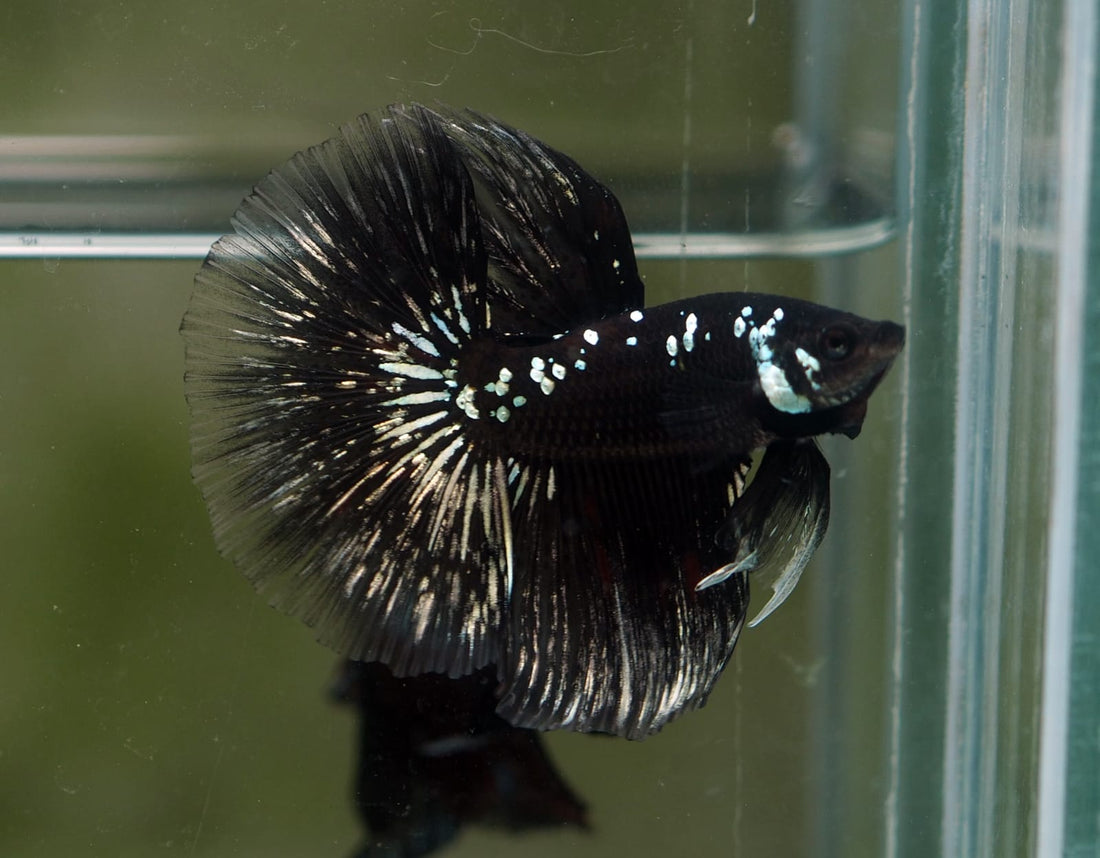 Live Male Betta Black Samurai Halfmoon (MKP-511) High quality what you see what you get!!
