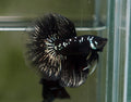 Live Male Betta Black Samurai Halfmoon (MKP-511) High quality what you see what you get!!