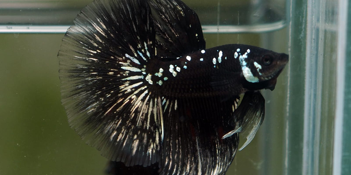 Live Male Betta Black Samurai Halfmoon (MKP-511) High quality what
