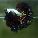Live Male Betta Black Red Samurai OverHalfmoon Rosetail (MKP-513) High quality what you see what you get!!