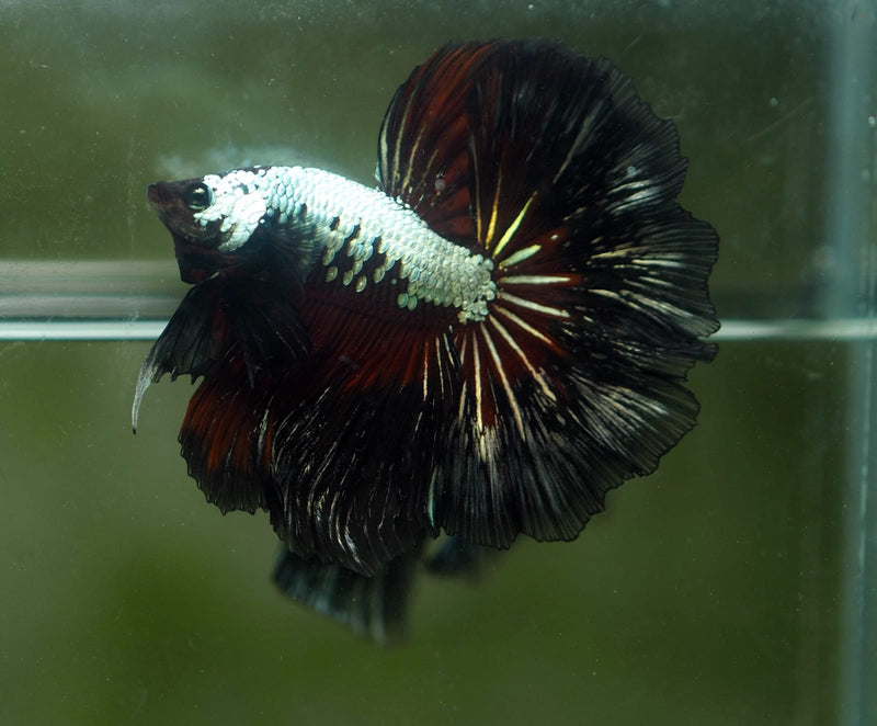 Live Male Betta Black Red Samurai OverHalfmoon Rosetail (MKP-513) High quality what you see what you get!!