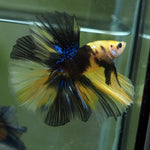 Live Male Betta Yellow Koi Halfmoon (MKP-515) High quality what you see what you get!!