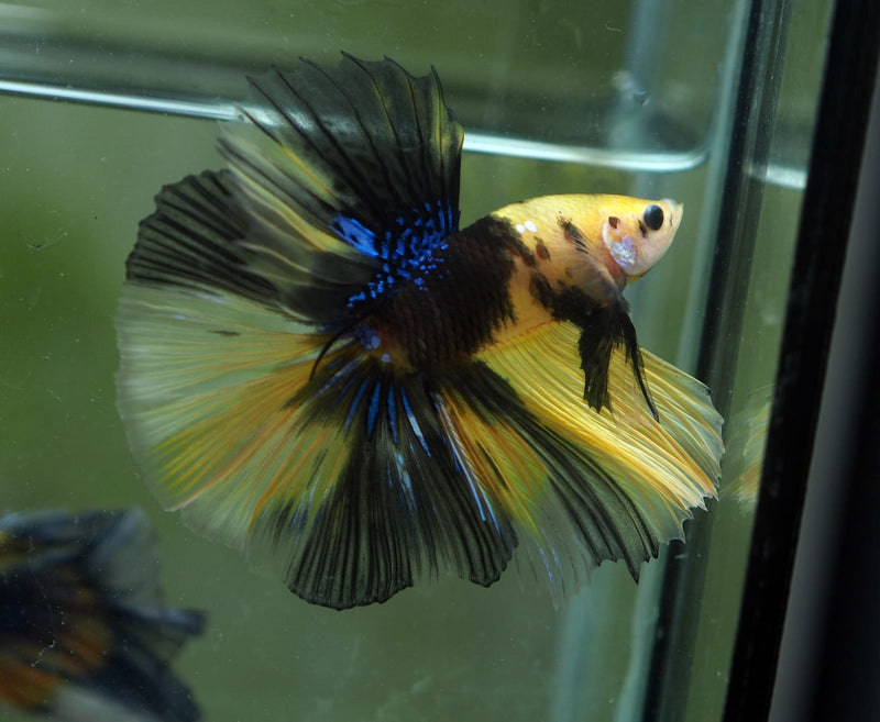 Live Male Betta Yellow Koi Halfmoon (MKP-515) High quality what you see what you get!!