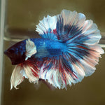 Live Male Betta Fancy marble Halfmoon Rosetail (MKP-516) High quality what you see what you get!!