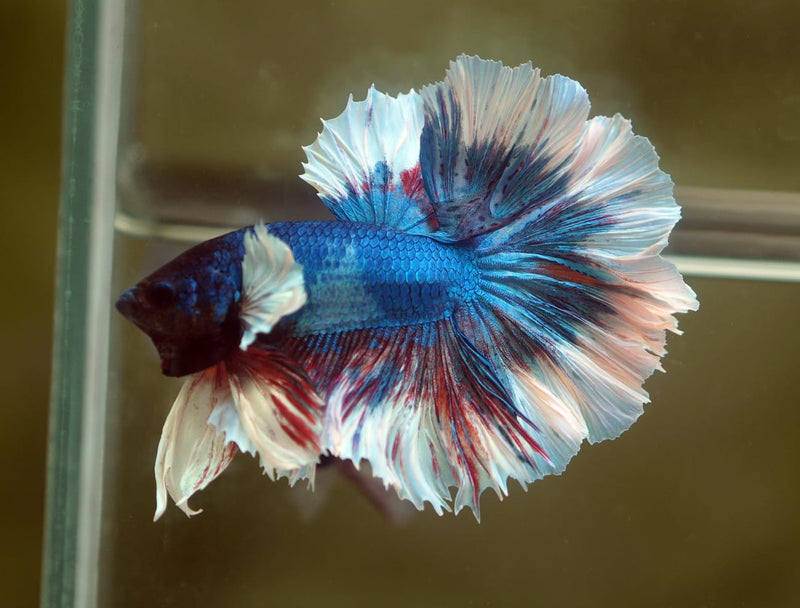 Live Male Betta Fancy marble Halfmoon Rosetail (MKP-516) High quality what you see what you get!!