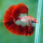 Live Male Betta Red Koi Pattern Halfmoon (MKP-517) High quality what you see what you get!!