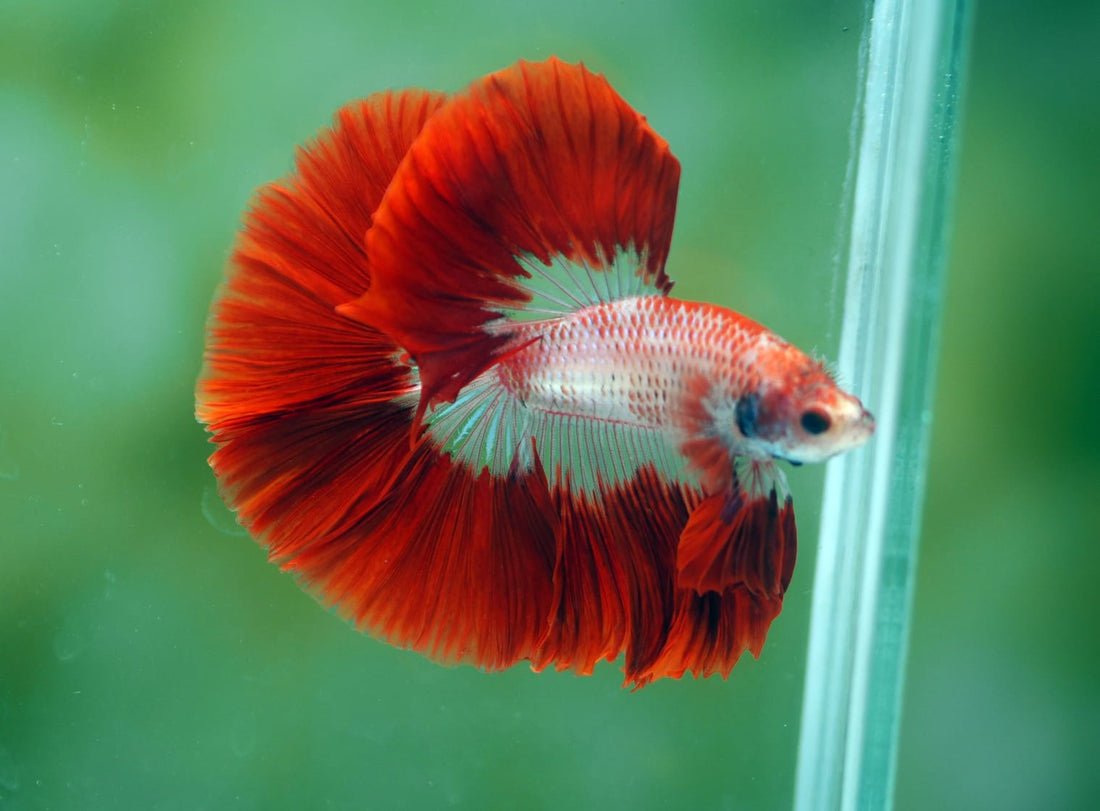 Live Male Betta Red Koi Pattern Halfmoon (MKP-517) High quality what you see what you get!!