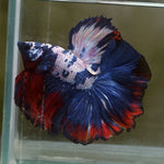 Live Male Betta Fancy marble Halfmoon (MKP-518) High quality what you see what you get!!