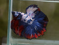 Live Male Betta Fancy marble Halfmoon (MKP-518) High quality what you see what you get!!