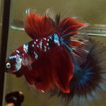 Live Male Betta Red Galaxy Koi Halfmoon (MKP-520) High quality what you see what you get!!