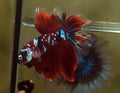 Live Male Betta Red Galaxy Koi Halfmoon (MKP-520) High quality what you see what you get!!