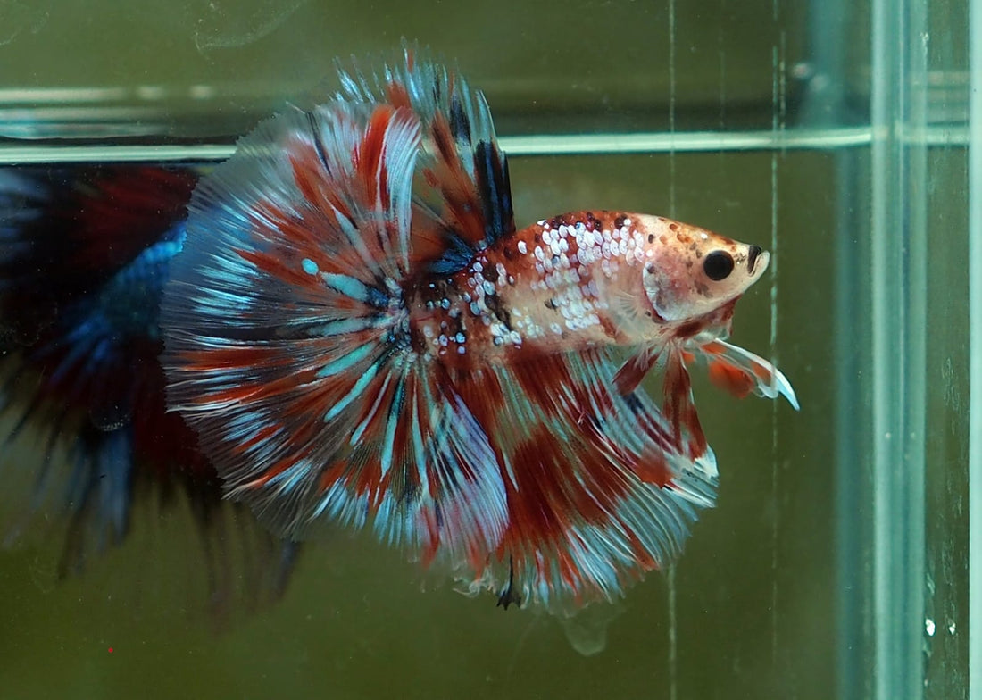 Live Male Betta Fancy Koi Metallic Halfmoon (MKP-521) High quality what you see what you get!!