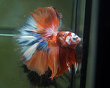Live Male Betta Orange Nemo Koi Halfmoon (MKP-523) High quality what you see what you get!!