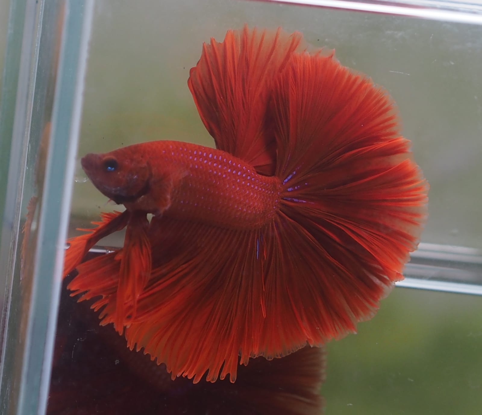 Live Male Betta Super Red Solid color OverHalfmoon (MKP-526) High qual ...