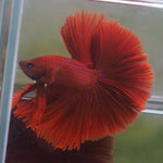 Live Male Betta Super Red Solid color OverHalfmoon (MKP-526) High quality what you see what you get!!