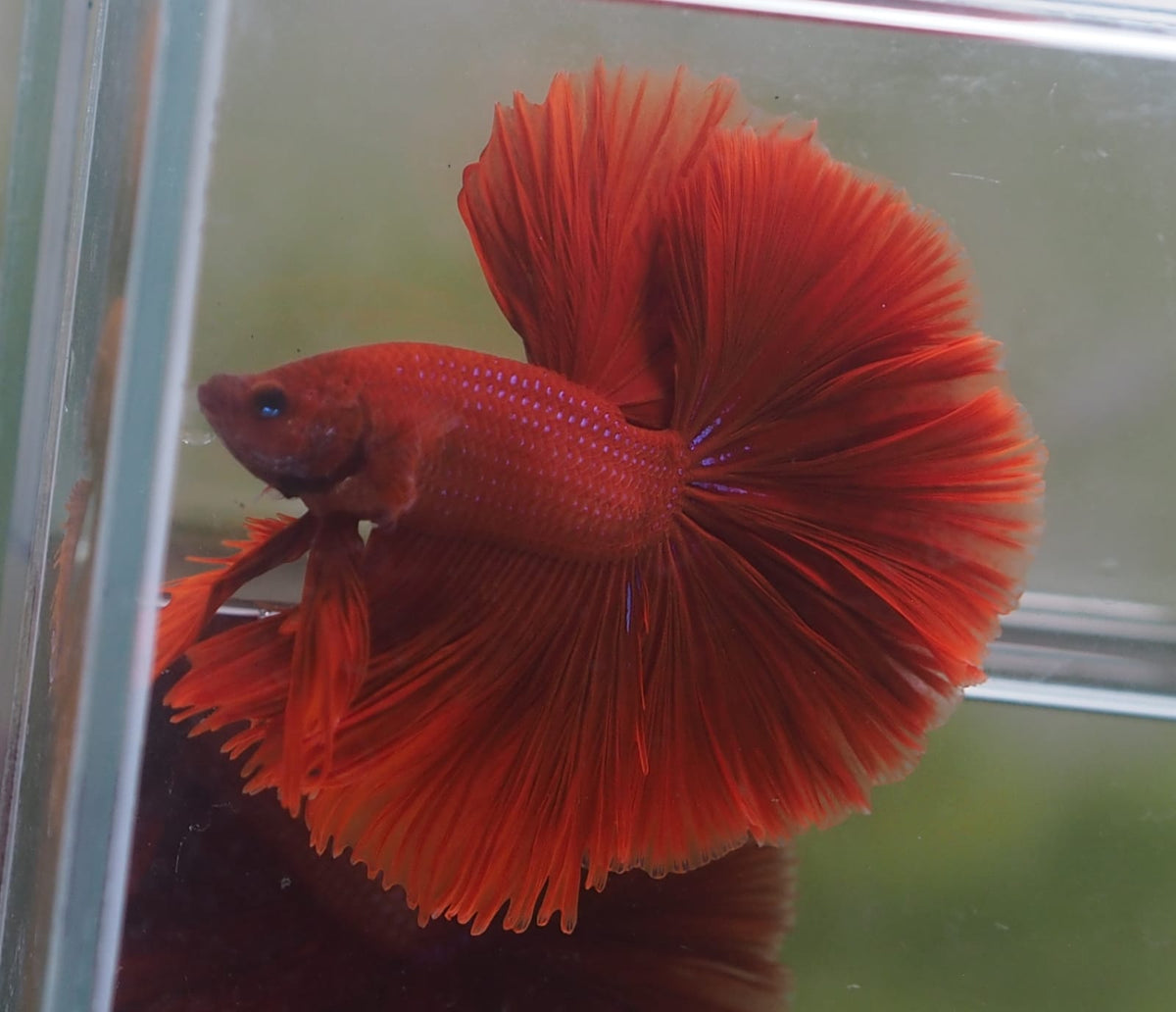 Live Male Betta Super Red Solid color OverHalfmoon (MKP-526) High qual ...