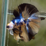 Live Male Betta Yellow Tiger Koi OverHalfmoon (MKP-528)  High quality what you see what you get!!