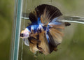 Live Male Betta Yellow Tiger Koi OverHalfmoon (MKP-528)  High quality what you see what you get!!