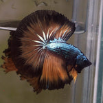 Live Male Betta Copper Yellow Mustard OverHalfmoon (MKP-529) High quality what you see what you get!!