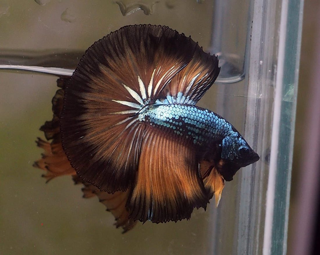 Live Male Betta Copper Yellow Mustard OverHalfmoon (MKP-529) High quality what you see what you get!!