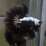 Live Male Betta Black Samurai Halfmoon (MKP-530) High quality what you see what you get!!