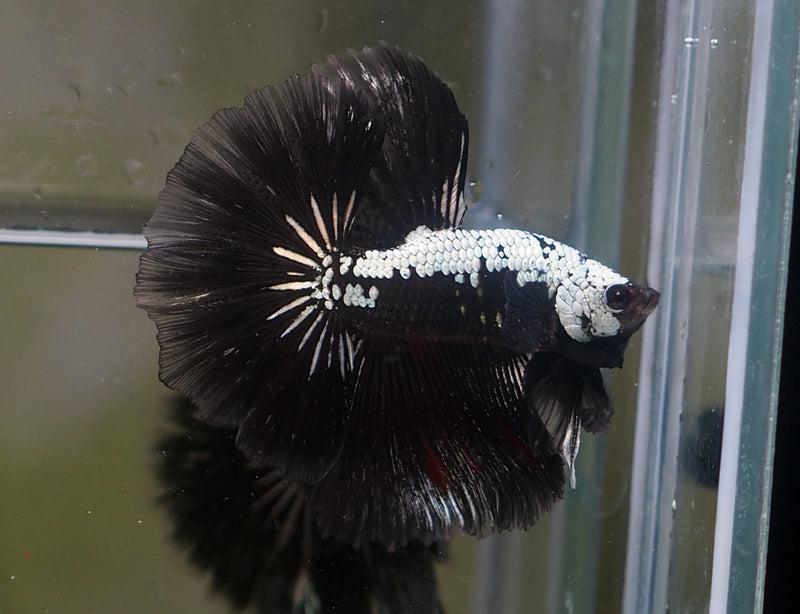 Live Male Betta Black Samurai Halfmoon (MKP-530) High quality what you see what you get!!