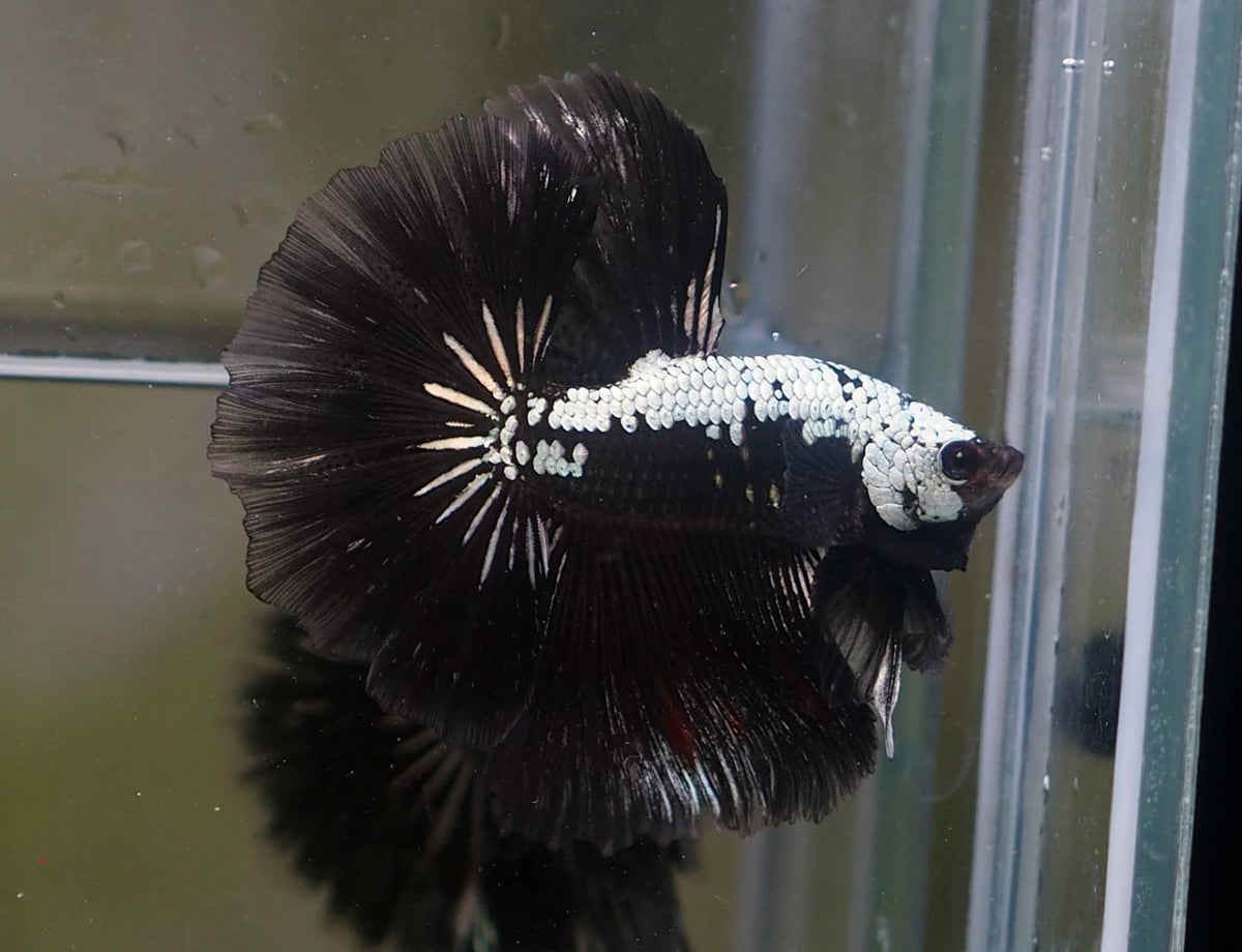 Live Male Betta Black Samurai Halfmoon (MKP-530) High quality what you ...