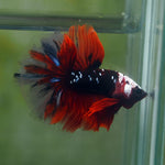 Live Male Betta Black Koi Galaxy Halfmoon (MKP-533) High quality What you see what you get!!