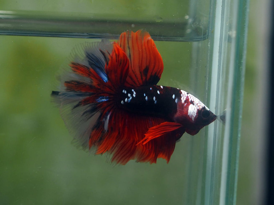 Live Male Betta Black Koi Galaxy Halfmoon (MKP-533) High quality What you see what you get!!