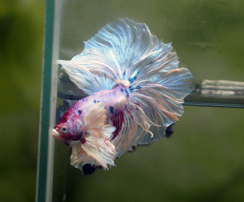 Live Male Betta Fancy Marble Over Halfmoon Rosetail (MKP-534) High quality What you see what you get!!