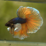 Live Male Betta Yellow mustard Dumbo big ear Halfmoon (MKP-535)  High quality What you see what you get!!