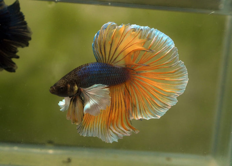 Live Male Betta Yellow mustard Dumbo big ear Halfmoon (MKP-535)  High quality What you see what you get!!