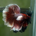 Live Male Betta Red Salamander Dumbo big ear Halfmoon (MKP-536) High quality What you see what you get!!