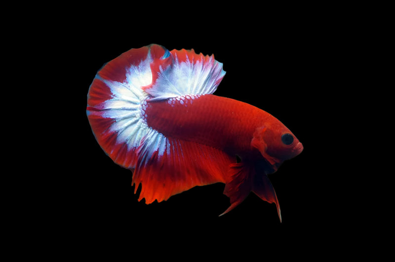 Hellboy/Red Copper/Fancy Hellboy Male Plakat Betta (CBM-1045) BUY 4 GET 1 FREE! MIX & MATCH