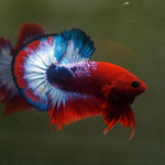 Live Male Betta Fancy Red Helboy Plakat (MKP-540) High quality What you see what you get!!