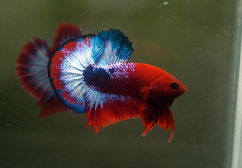 Live Male Betta Fancy Red Helboy Plakat (MKP-540) High quality What you see what you get!!