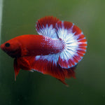 Live Male Betta Fancy Red Helboy Plakat (MKP-541) High quality What you see what you get!!