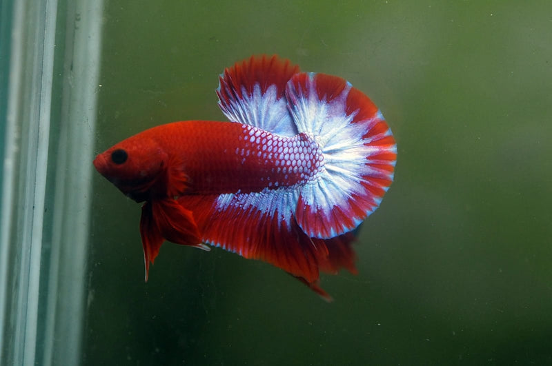 Live Male Betta Fancy Red Helboy Plakat (MKP-541) High quality What you see what you get!!