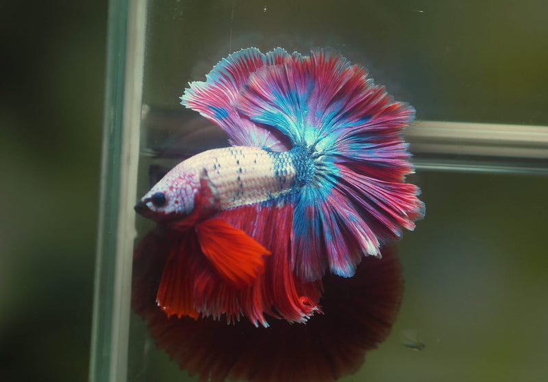 Live Male Betta Fancy marble Sweet tone Over Halfmoon (MKP-546) S178 High quality What you see what you get!!