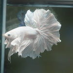Live Male Betta White Platinum Over Halfmoon Rosetail (MKP-547) High quality What you see what you get!!
