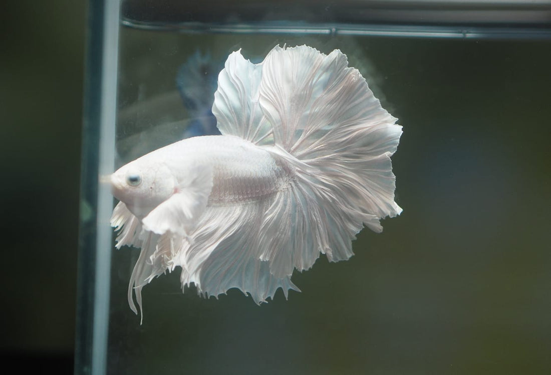 Live Male Betta White Platinum Over Halfmoon Rosetail (MKP-547) High quality What you see what you get!!