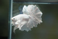 Live Male Betta White Platinum Over Halfmoon Rosetail (MKP-547) High quality What you see what you get!!
